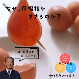 [№021-003]丹波奥郷の卵　やまぶき45個＋破卵保障3個